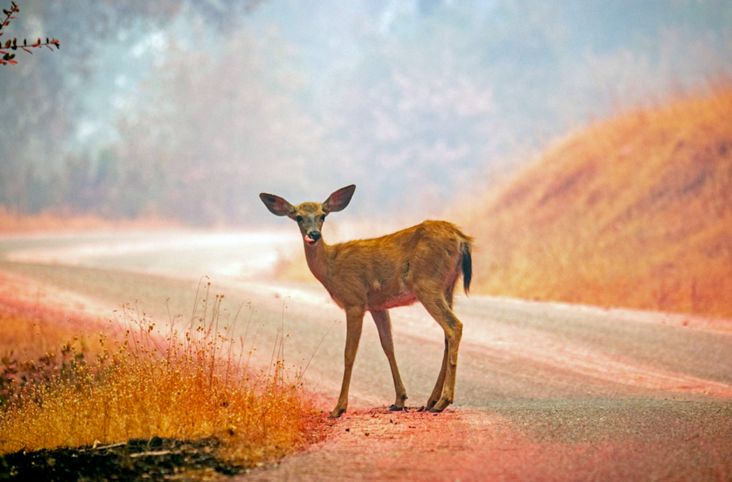 Animal Rescuers Free Doe Trapped Between Long Island School Fences
