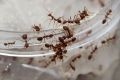Man Dies Of Anaphylactic Shock From Fire Ant Bite