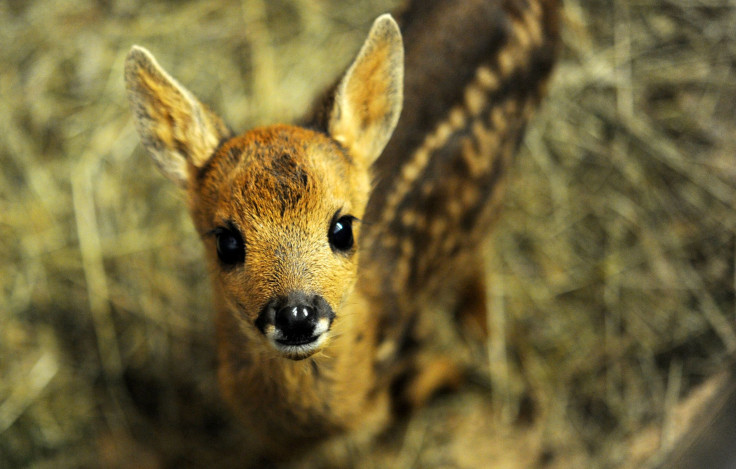 Woman Charged After Children, Deer, Drugs Found In Home 