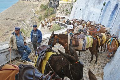 ‘Overweight’ Tourists Banned From Riding Donkeys In Santorini, Greece