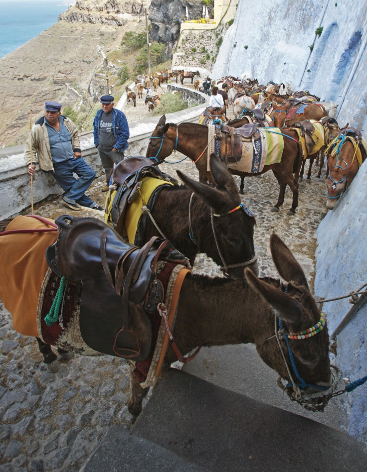 ‘Overweight’ Tourists Banned From Riding Donkeys In Santorini, Greece