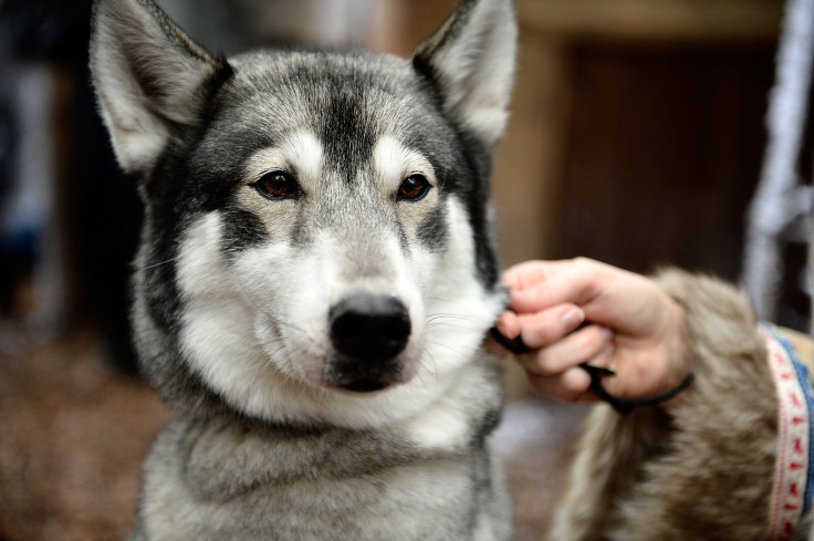 Dog Dies From Artificial Sweetener In Chewing Gum