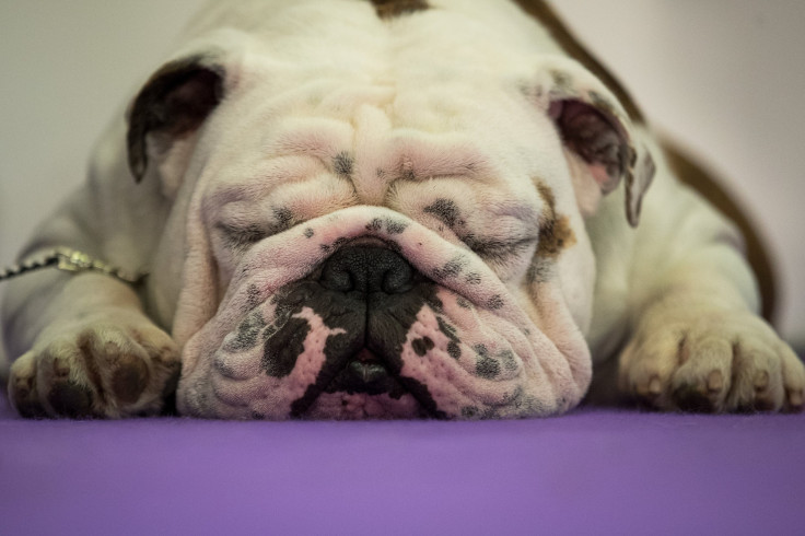 Man In Coma After Mixed Breed Bulldog Bites Off Genitals 