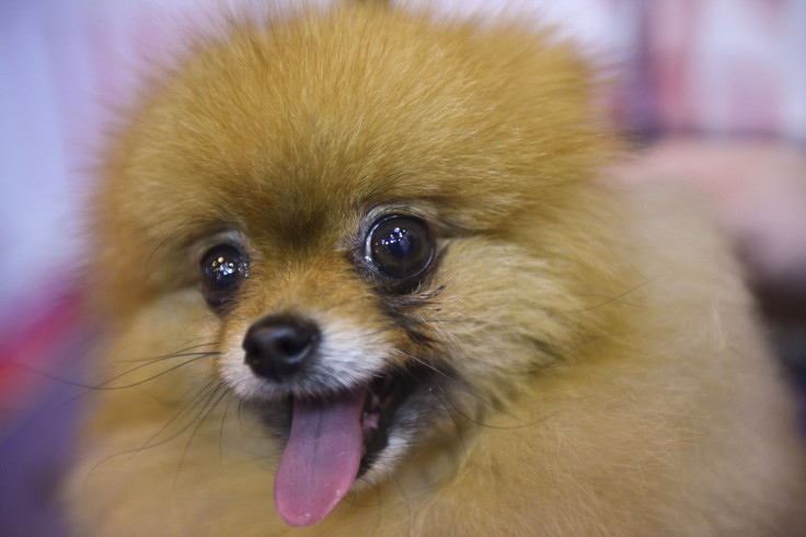 Pomeranian dog