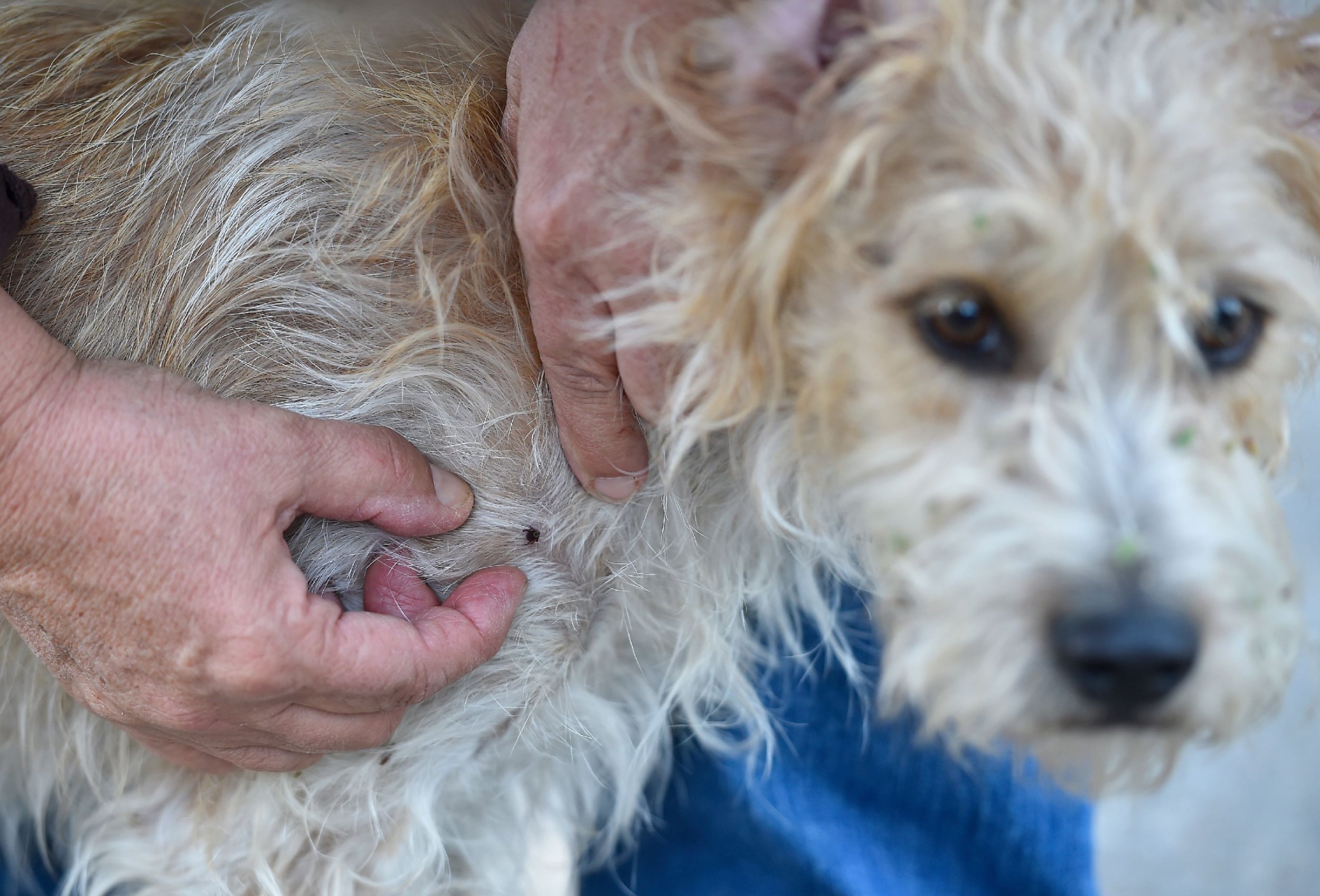 What Is Tick Paralysis? Pet Owner Warns After Dog Dies Of Disease