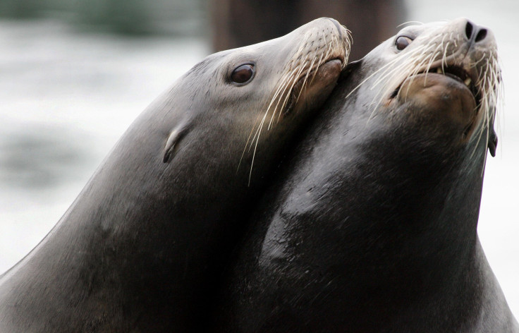 sea lion 