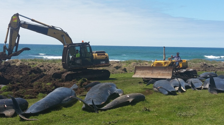 Whale Stranding