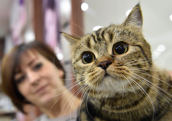 Cat Food Recall How To Get A Refund IBTimes