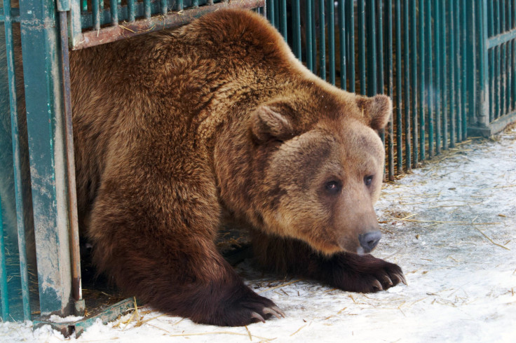 Brown Bear