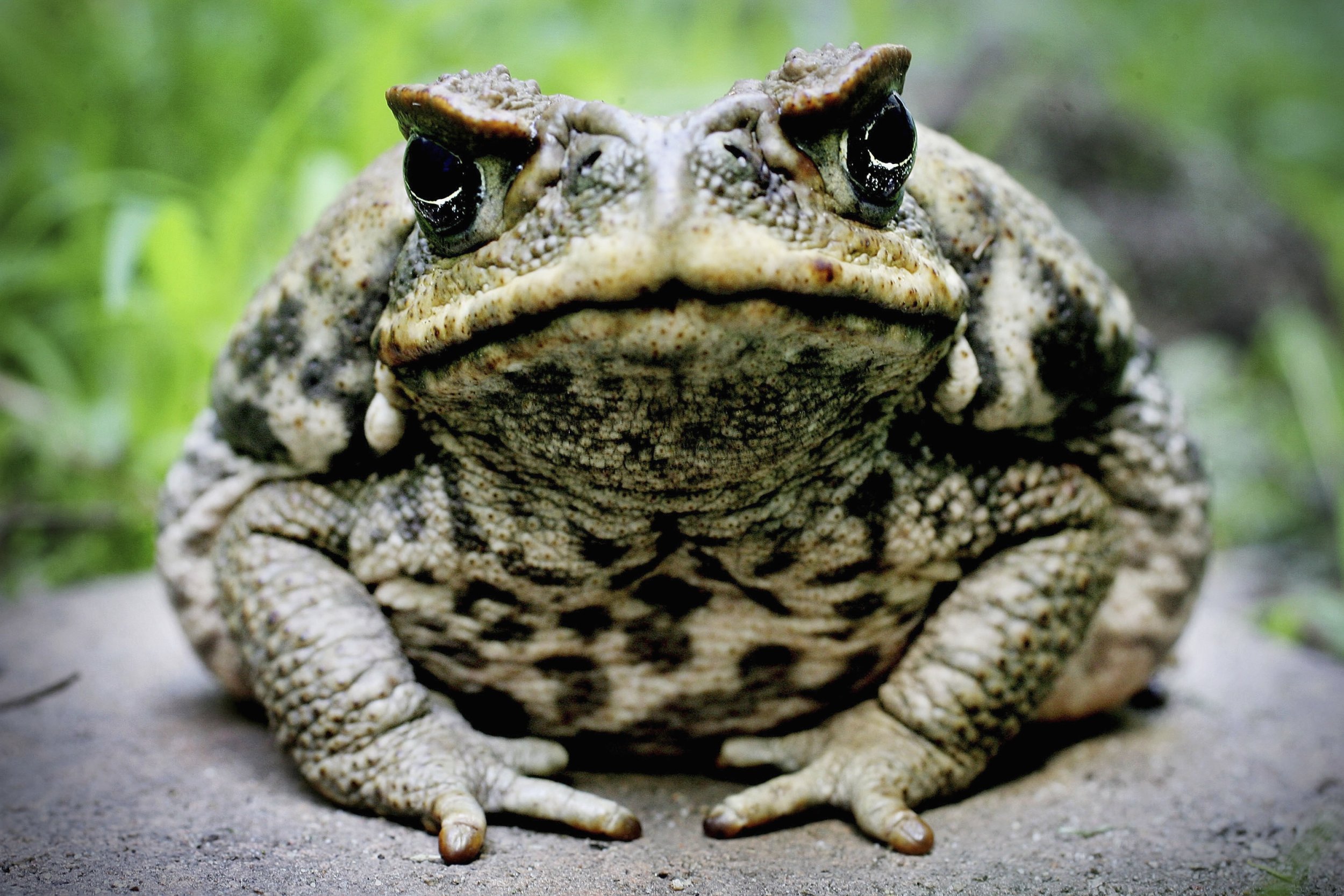 'Please Refrain From Licking' DMT Toads, National Park Service Pleads