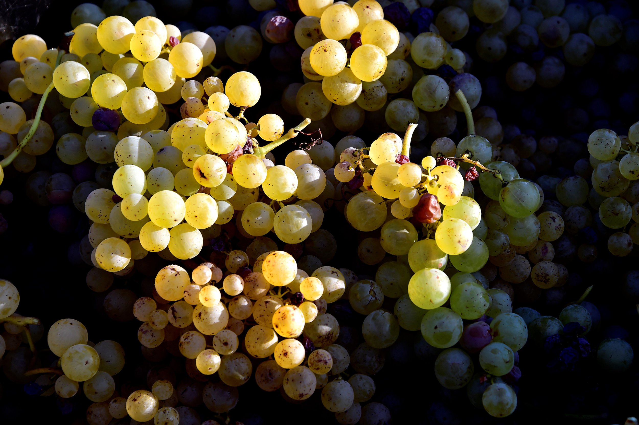 3YearOld Choked To Death Eating 12 Grapes As New Year Tradition IBTimes