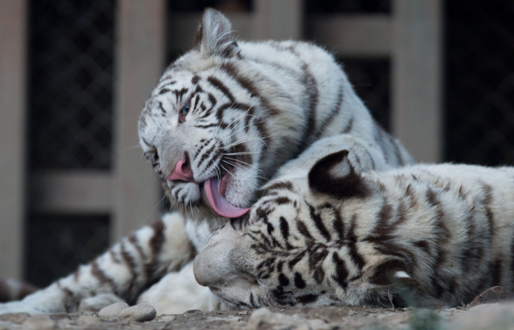 bengal white tiger