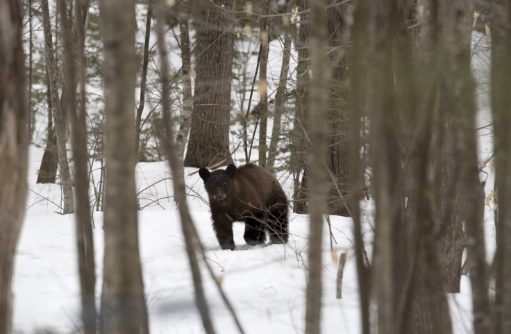 black bear