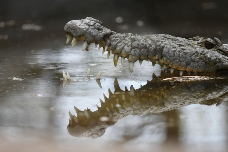 crocodile