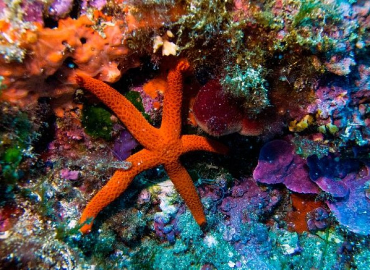 Sea Star