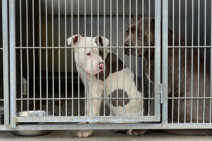 Pit Bulls