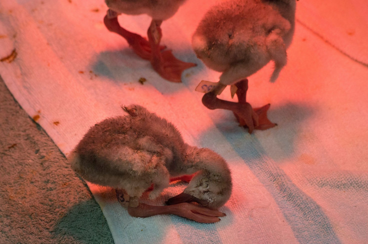 baby flamingo