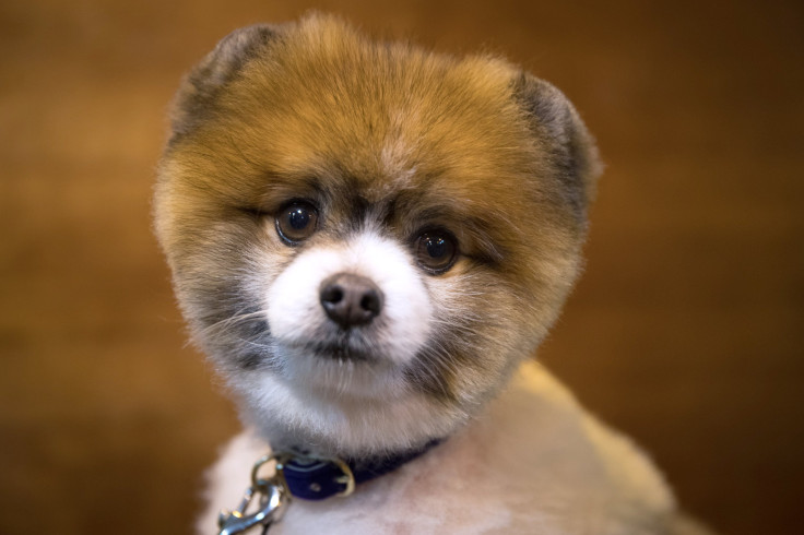 Pomeranian 