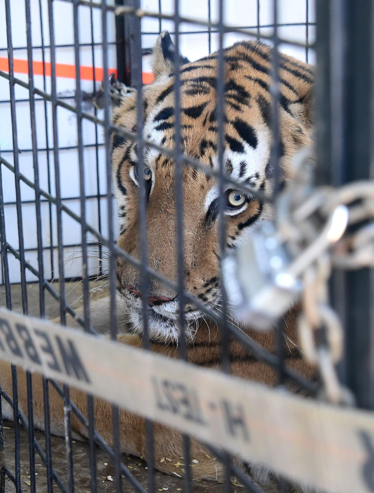 tiger
