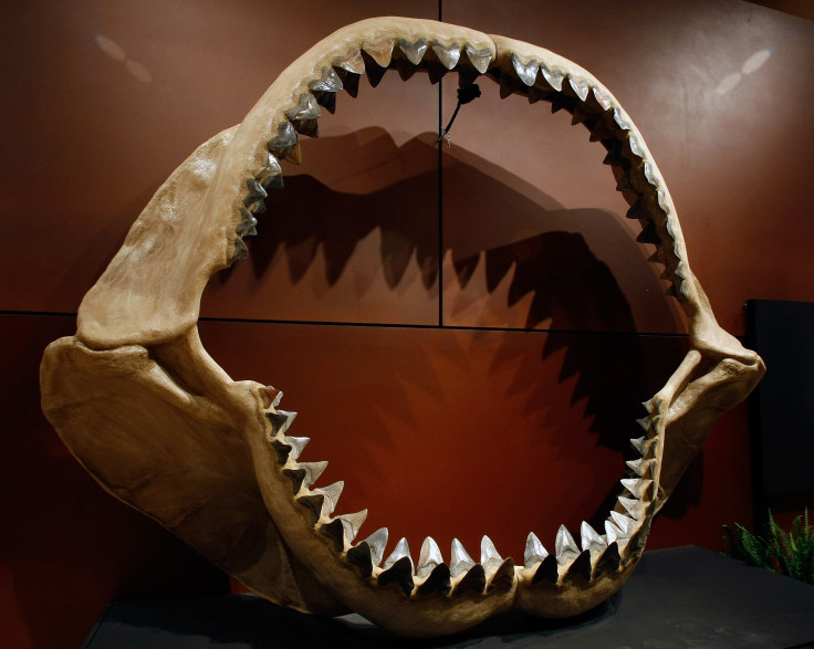 Megalodon