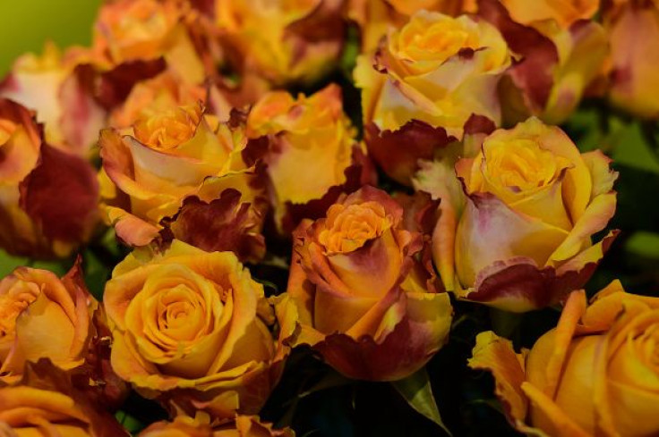 Ecuadorian Roses