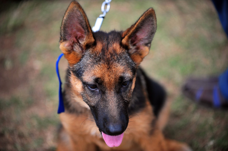 German Shepherd 