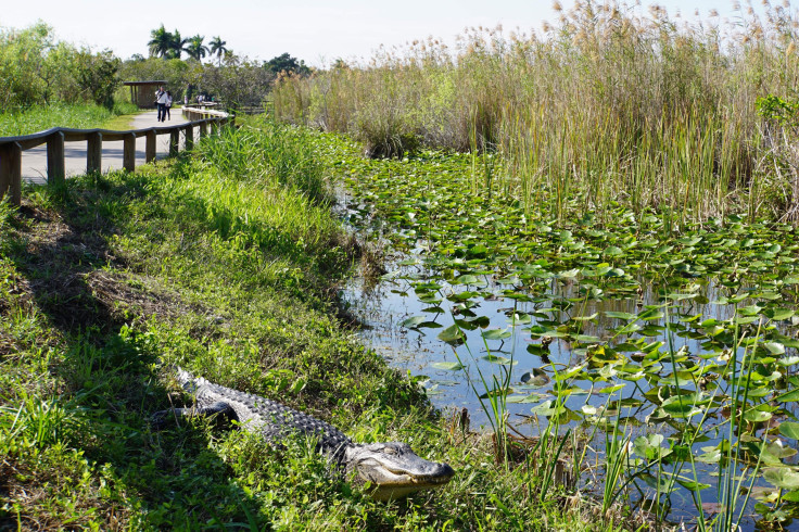 Everglades shot