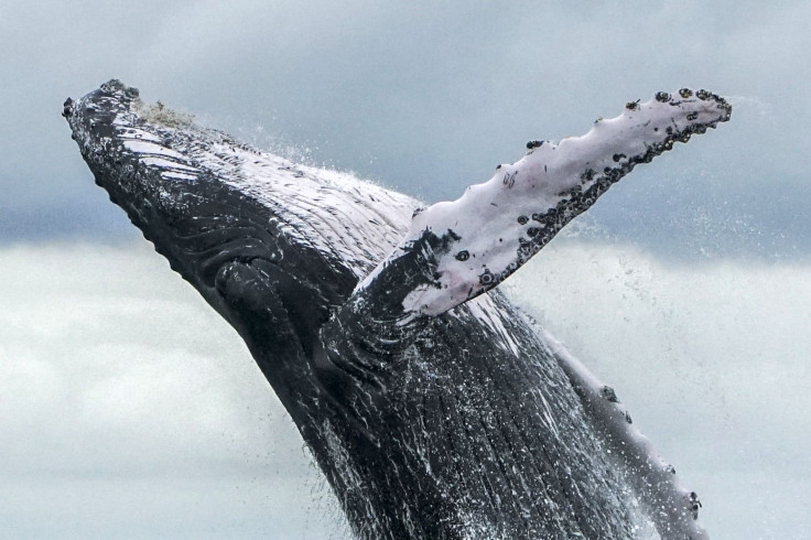 Humpback whale