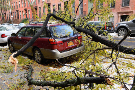 Tree falls on car in Brooklyn