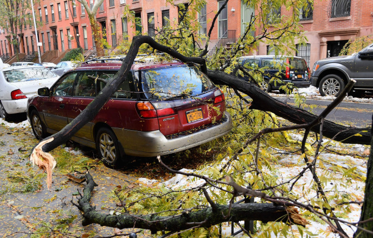 Tree falls on car in Brooklyn