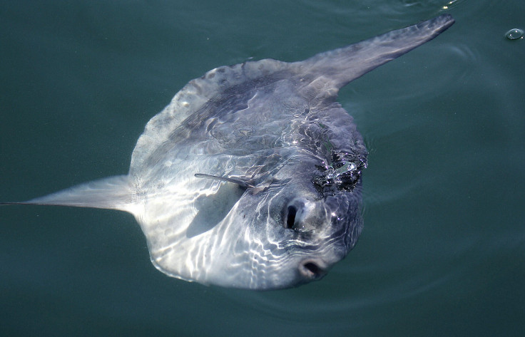 sunfish