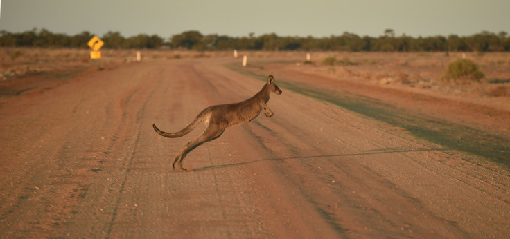 Kangaroo crosses road during drought