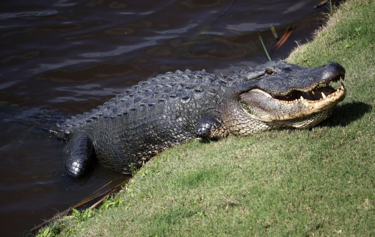 Alligator