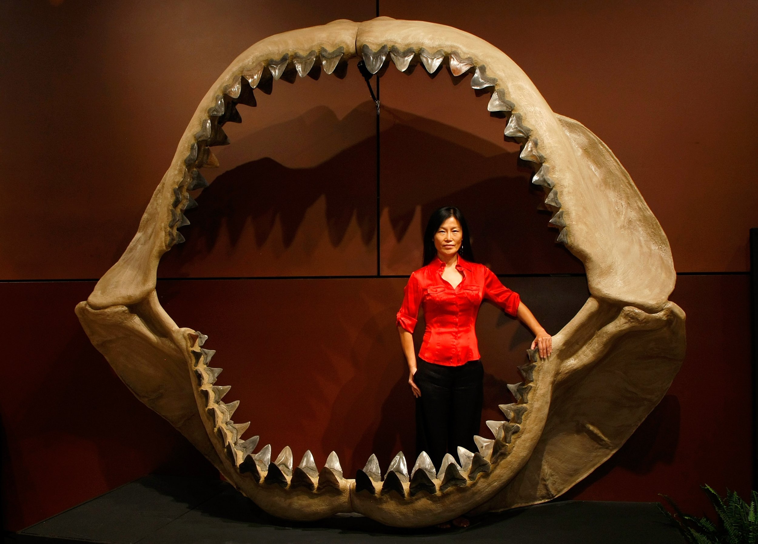 Ancient Megalodon Shark Was A Superpredator Weighing 70 Tons And All