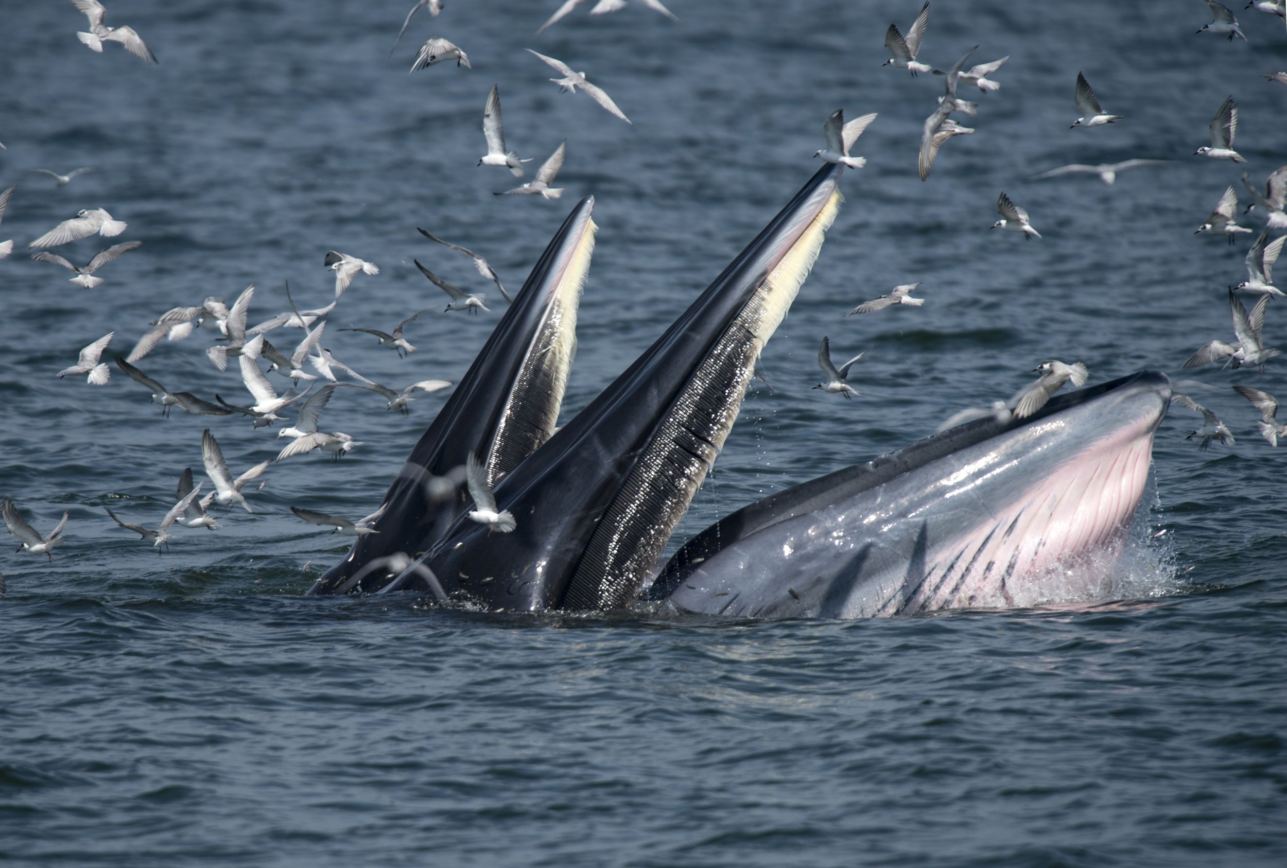 Whale Almost Swallows Diver, Rare Photos Show Near-Death Escape | IBTimes