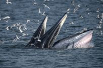 Bryde's Whale 