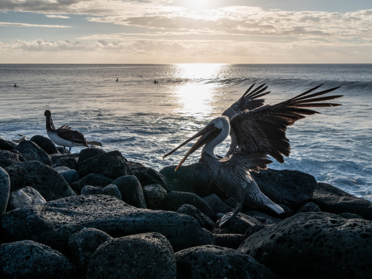 pelican