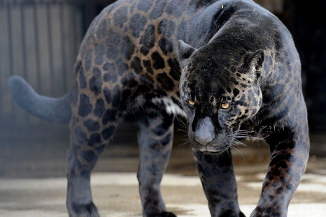 Jaguar attacks woman