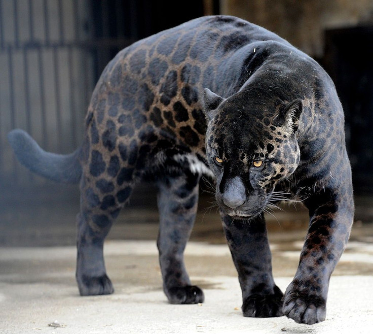 Jaguar attacks woman