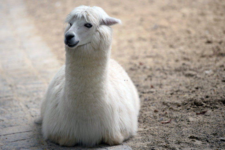 Alpaca