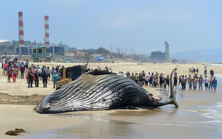 Whale Dies After Consuming Plastic