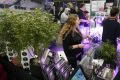 Cannabis Trade Show
