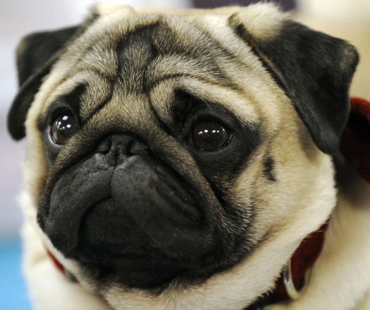 pug