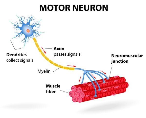 Motor Neurons