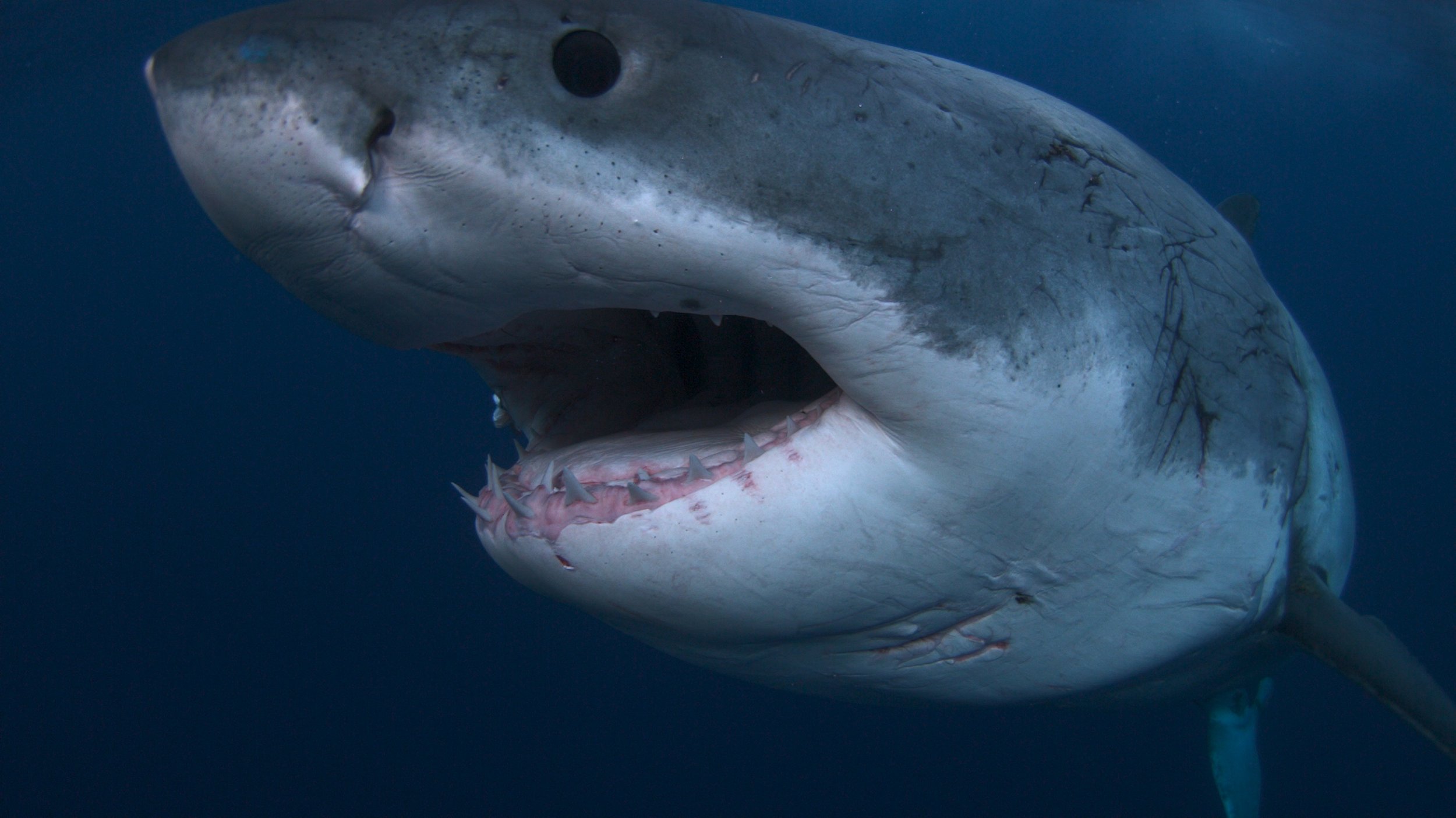 When Does Shark Week 2019 Start? Discovery Channel Reveals Release