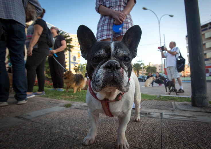 French Bulldog 