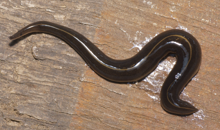 New Guinea flatworm