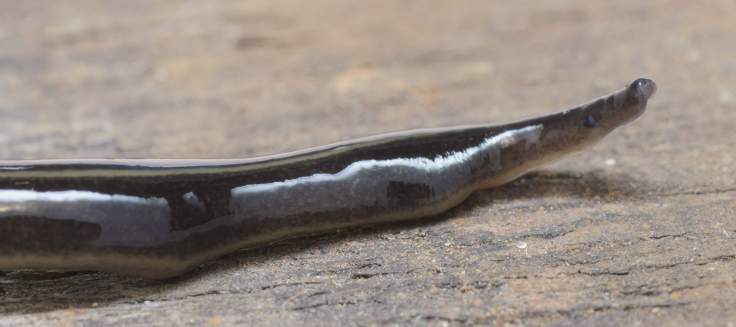 New Guinea flatworm 