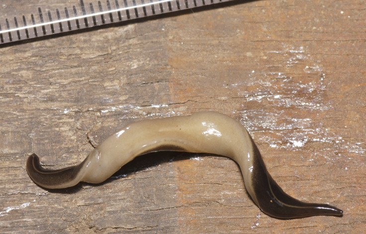 New Guinea flatworm 