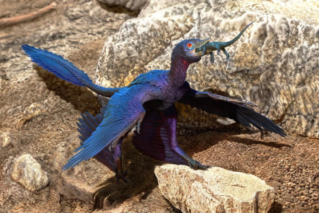 Lizard-Swallowing Microraptor